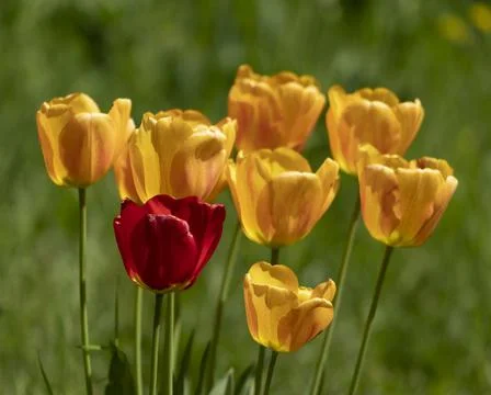 Tulips in Park at Spring Stock Photos