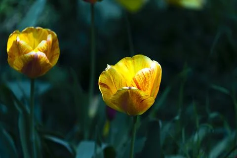 Tulips in Park at Spring Stock Photos