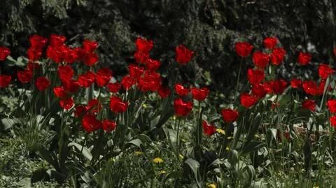 Tulips in Park at Spring Stock Photos