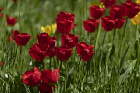 Tulips in Park at Spring Stock Photos
