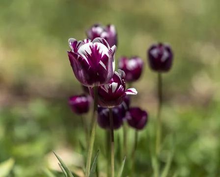 Tulips in Park at Spring Stock Photos