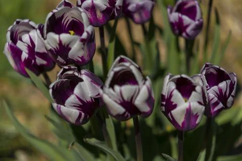 Tulips in Park at Spring Stock Photos