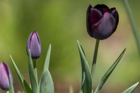 Tulips in Park at Spring Stock Photos