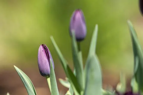 Tulips in Park at Spring Stock Photos