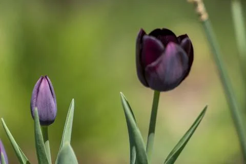 Tulips in Park at Spring Stock Photos