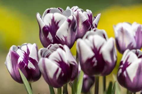 Tulips in Park at Spring Stock Photos