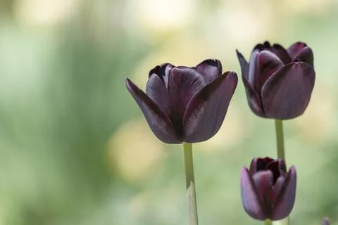 Tulips in Park at Spring Stock Photos