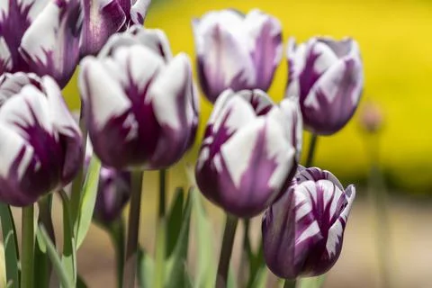 Tulips in Park at Spring Stock Photos