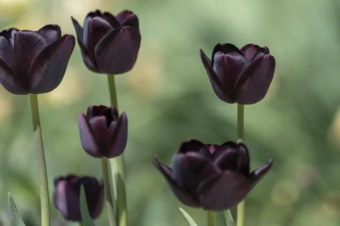 Tulips in Park at Spring Stock Photos