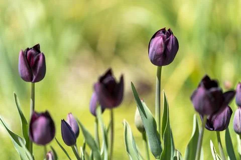 Tulips in Park at Spring Stock Photos