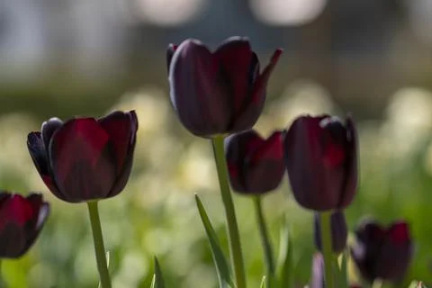 Tulips in Park at Spring Stock Photos