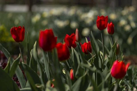 Tulips in Park at Spring Stock Photos