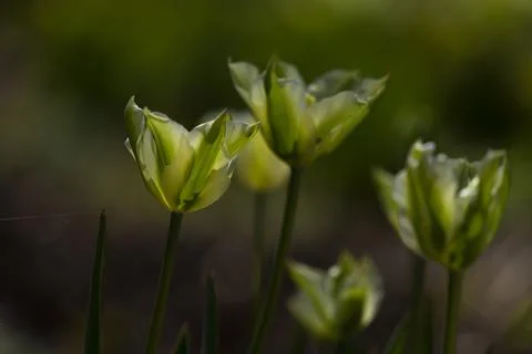 Tulips in Park at Spring Stock Photos