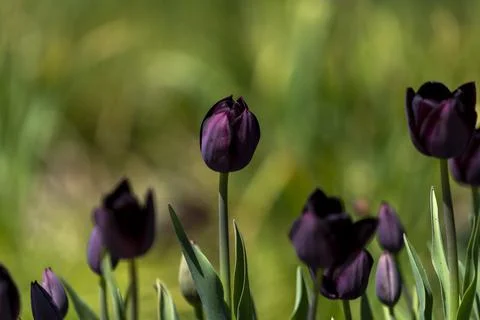 Tulips in Park at Spring Stock Photos