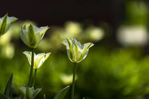 Tulips in Park at Spring Stock Photos