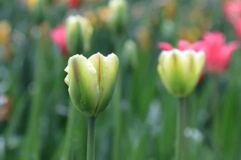 Tulips partially green during spring flowering on a partially green background Stock Photos