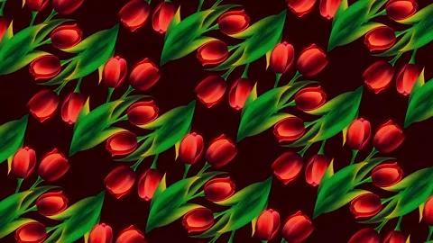 Tulips pattern on dark red background Stock Footage 328996674