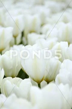 Tulips Stock Photos