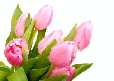 Tulips Stock Photos