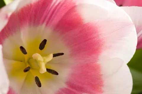 Tulips. Stock Photos