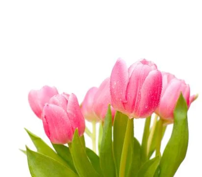 Tulips Stock Photos