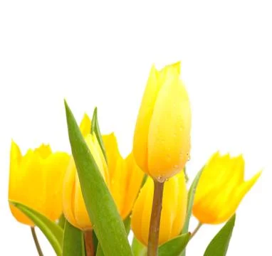 Tulips Stock Photos