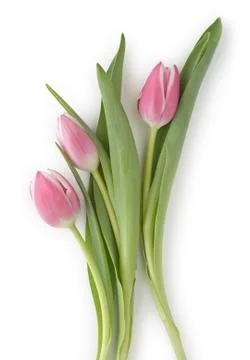 Tulips Stock Photos