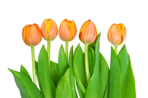Tulips Stockfoto's