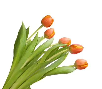 Tulips Stockfoto's