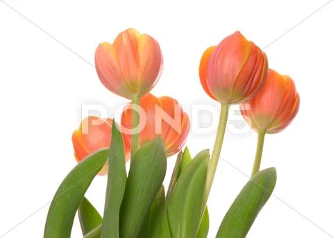 Tulips Stock Photos