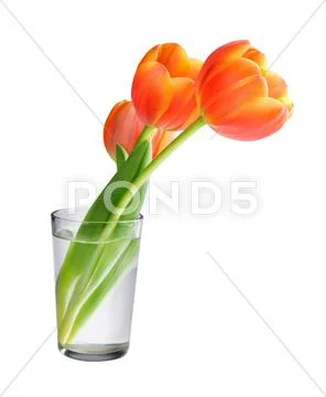 Tulips Stock Photos