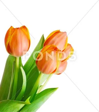 Tulips Stock Photos