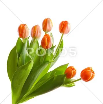 Tulips Stock Photos
