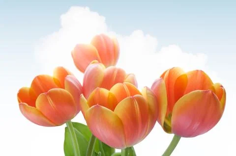 Tulips Stock Photos
