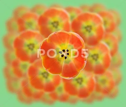 Tulips Stock Photos