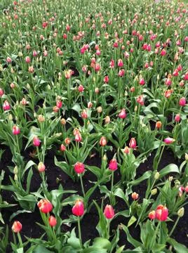 Tulips 스톡 사진