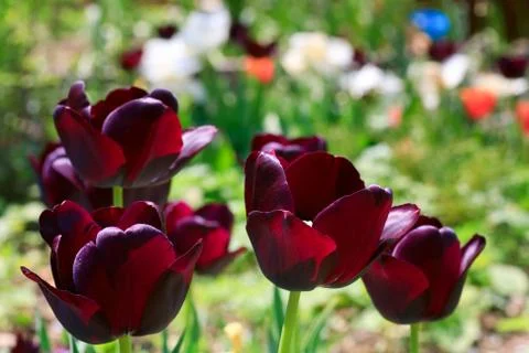 Tulips Stock Photos
