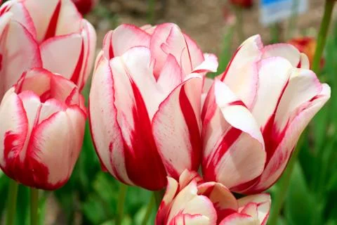 Tulips Stock Photos