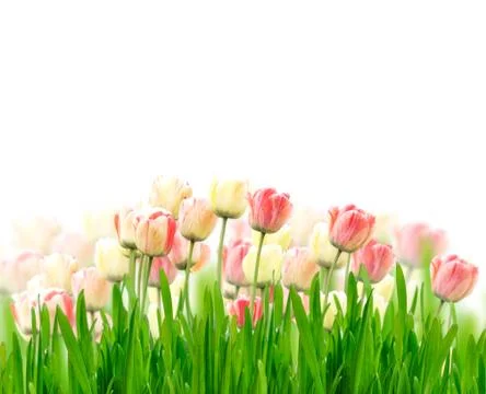 Tulips Stock Photos