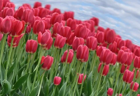 Tulips Stock Photos