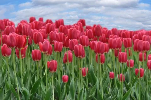 Tulips Stock Photos