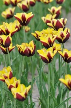 Tulips Stock Photos