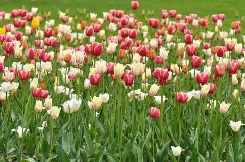 Tulips Stock Photos