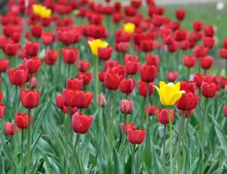 Tulips Stock Photos