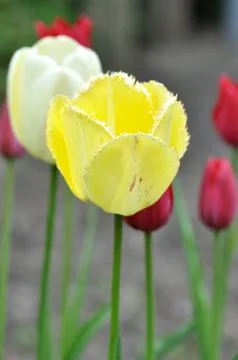 Tulips Stock Photos
