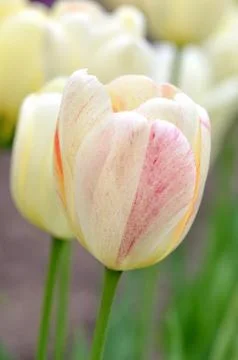 Tulips Stock Photos