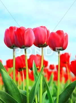 Tulips Stock Photos