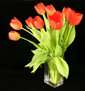 Tulips Stock Photos