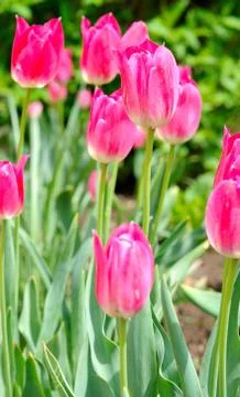 Tulips 库存照片
