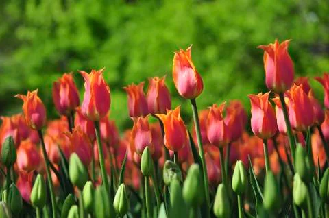 Tulips Stock Photos